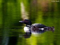 Loon with two babies