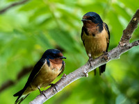 Barn Swallows on a rainy day