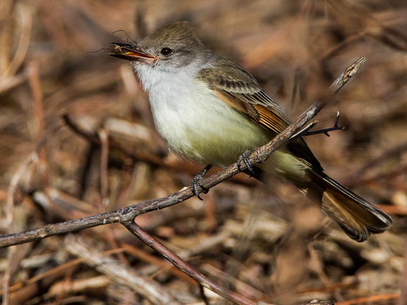 Ash-throated Flycatcher at Denehy Park