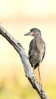And an immature Yellow-crowned Night-heron