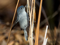 Blue-gray Gnatcher gathering nesting material
