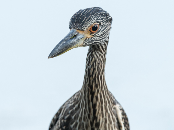 the immature Yellow-crowned Night-heron got really close