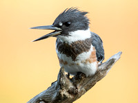 One of the many Belted Kingfisher's on an amazing day