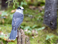 Gray Jay in Vermont
