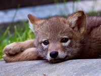 Coyote pup relaxing after a hard day playing