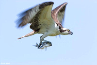 Osprey with dinner