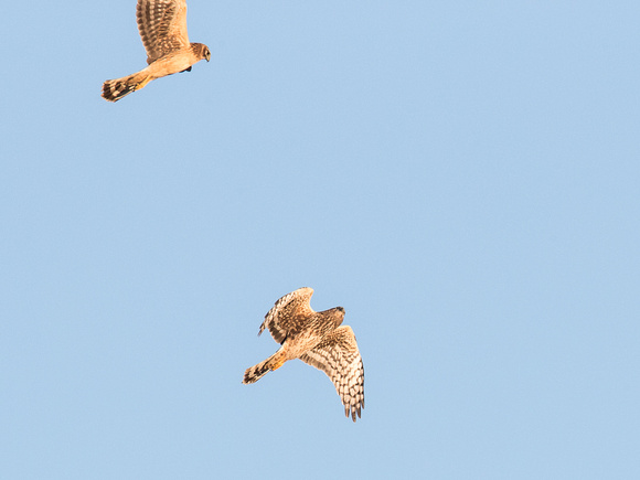 Two Northern Harriers