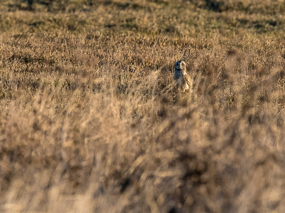 Short-eared Owl on the ground