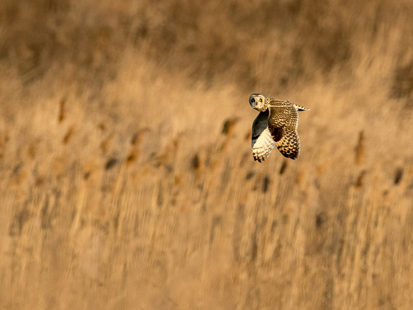 Short-eared Owl checking me ouit