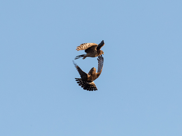 Sparing match of two Northern Harriers
