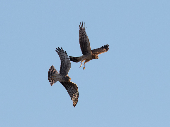 Sparing match of two Northern Harriers