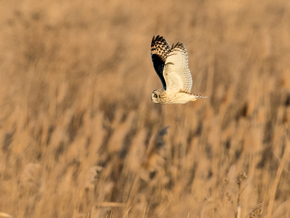 Short-eared Owl flying by