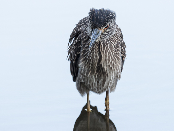 The head chanced shape on the immature Yellow-crowned Night-heron