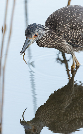 The immature Yellow-crowned Night-heron caught a question mark!?