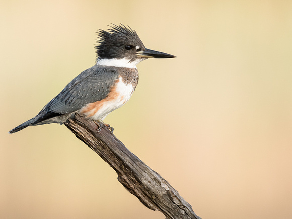 the Kingfisher loves to hunt off that perch