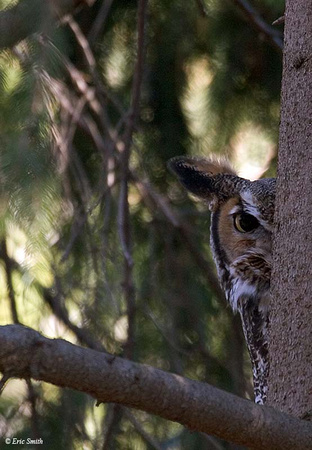 Peeking owl