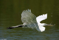 Great Egret with nesting material