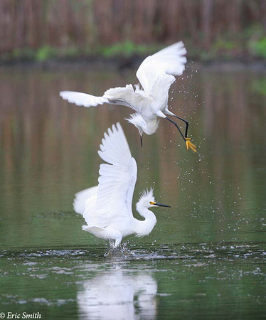 Egrets fighting