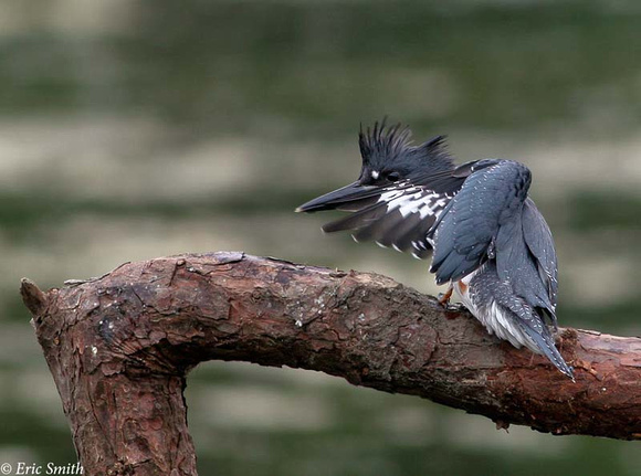 Preening Belted Kingfisher