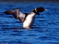 Stretching Common loon
