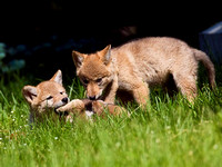 Coyote pups playing