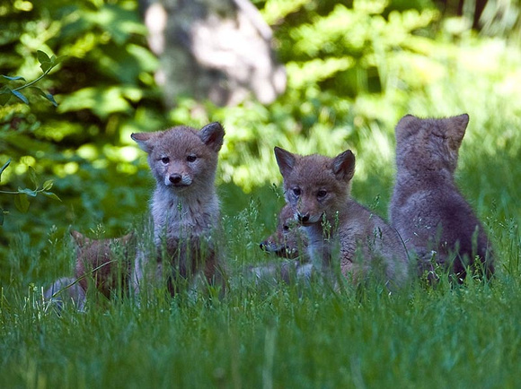 Coyote pup family