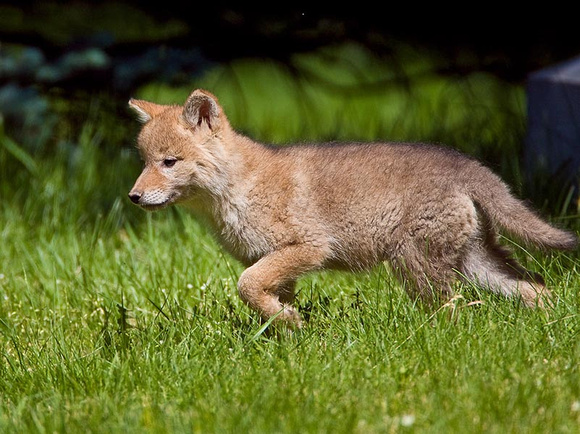 Coyote pup
