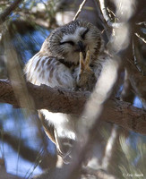 Dunback Meadow owls