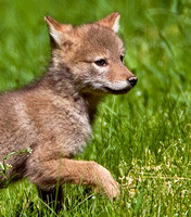 Coyotes and pups