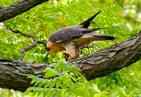 mt auburn peregrine