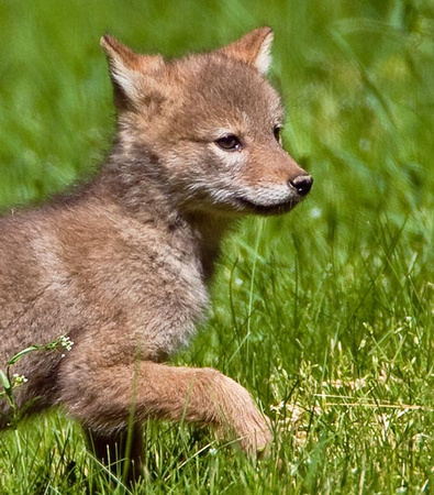 Zenfolio | Eric Smith photography | Coyotes and pups | Coyote pup